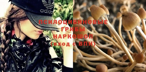 прущие грибы Богородск